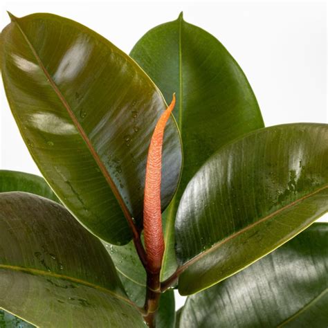 Begonia maculata - Vivaio Roma Garden
