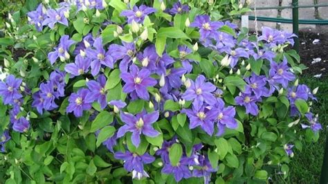 Surfinia Night Sky Viola - acquista su Lovisetto Garden - Piante da