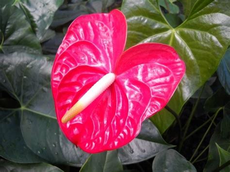 Anthurium Rosso - acquista su Lovisetto Garden - Piante da interno