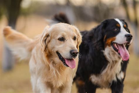 Pic Of Dog