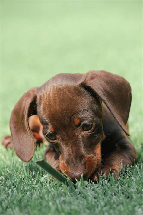 Pichers Of Dogs