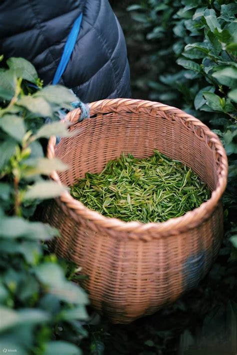Picking Longjing Tea