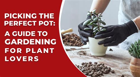 Picking the Perfect Pot