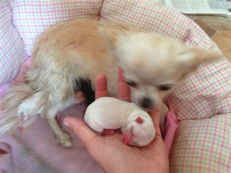 Adorable Newborn Chihuahua Puppies Stock Photo Image of chihuahua