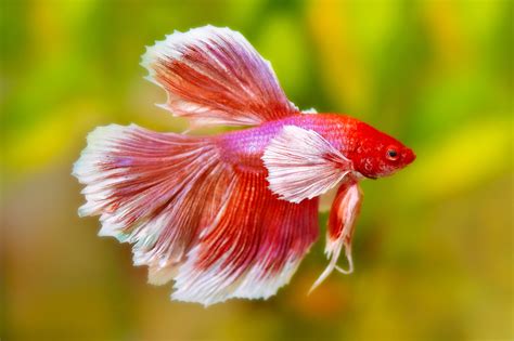 Pics Of Betta Fish