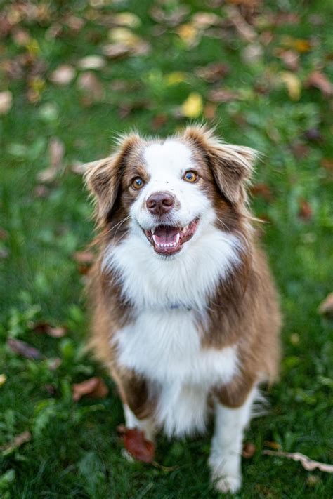 Pictuers Of Dogs