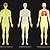 Picture Of The Human Body Systems