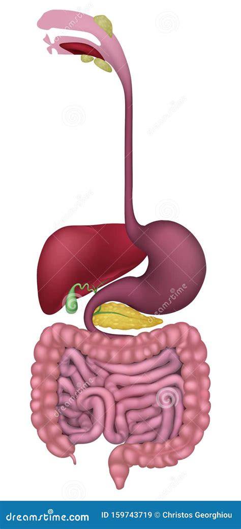 Picture Of Human Digestive System Without Labels