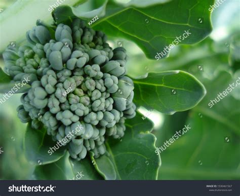 Broccoli Florets
