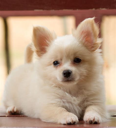 Pictures Of Chihuahua Pomeranian Mix Puppies