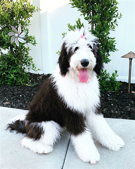Pictures Of Sheepadoodle Dogs