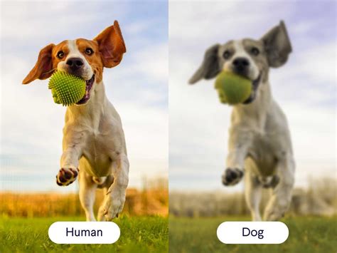 Pictures Dogs Like To Look At