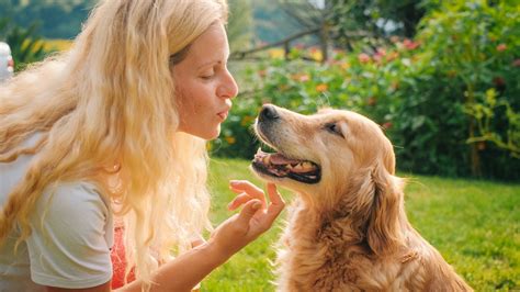 Pictures For Dogs To Look At