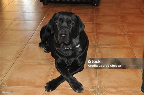 Pictures Of A Dog