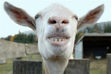 Pictures Of Animals Funny