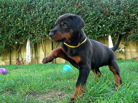 Pictures Of Baby Dobermans