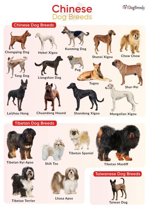 Pictures Of Chinese Dogs