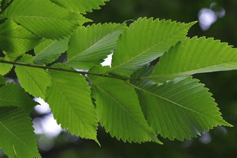 Pictures Of Elm Tree Leaves