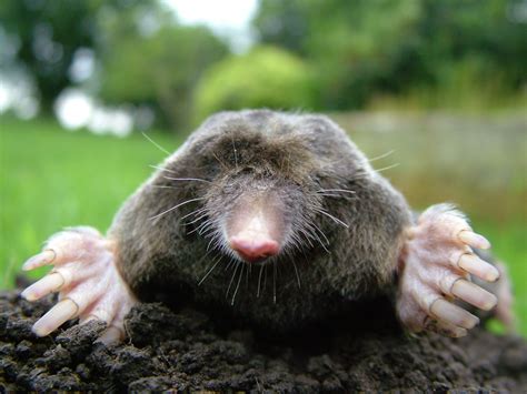 Explore the Adorable and Fascinating World of Moles – Pictures of Moles: The Animal Face!