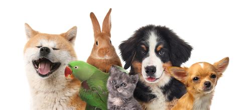 Pictures Of Pets