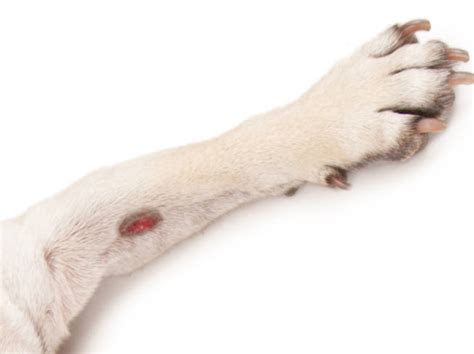 Visual guide: Skin ulcers in dogs - How to identify