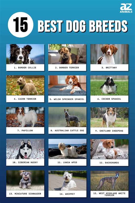 Pictures Of Small Dog Breeds Az
