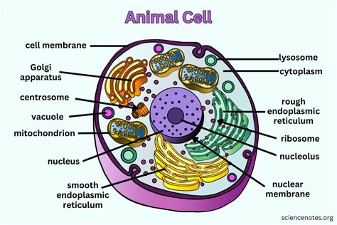 Discover the Fascinating World of Animal Cells Through Captivating Pictures - A Visual Tour of Amazing Animal Cell Structures.