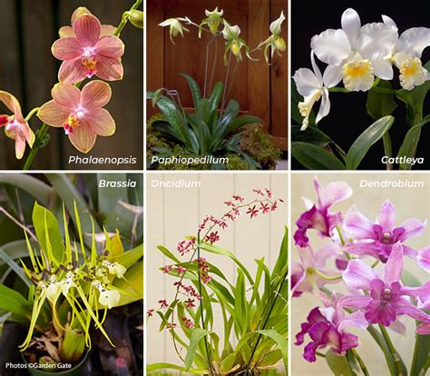 Pictures Of Various Types Of Orchids