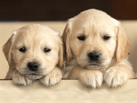 Pictures Of Very Cute Dogs