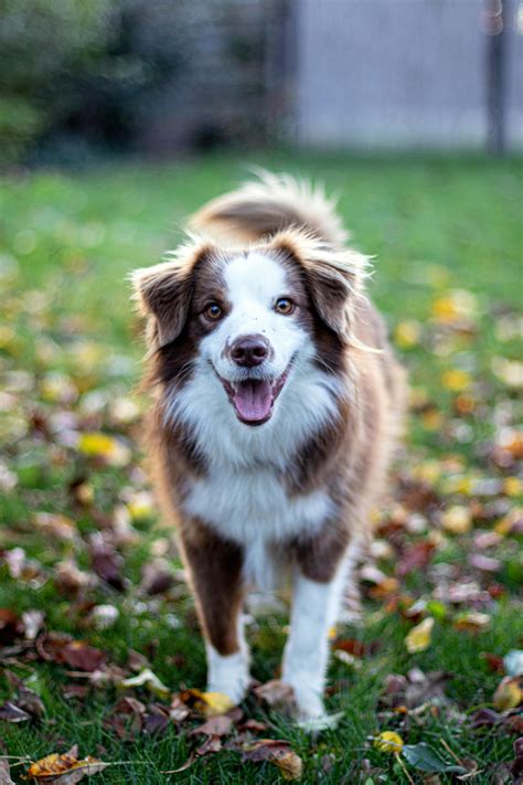 Picturs Of Dogs