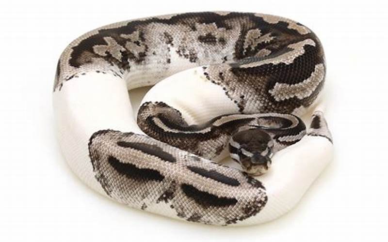 The Pied Axanthic Ball Python: A Unique and Beautiful Reptile