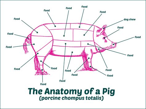 Pig Anatomy Drawing, Step by Step, Drawing Guide, by Dawn