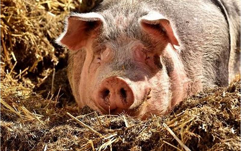 Pigs Get Fat, Hogs Get Slaughtered: What It Means and How It Applies in Life