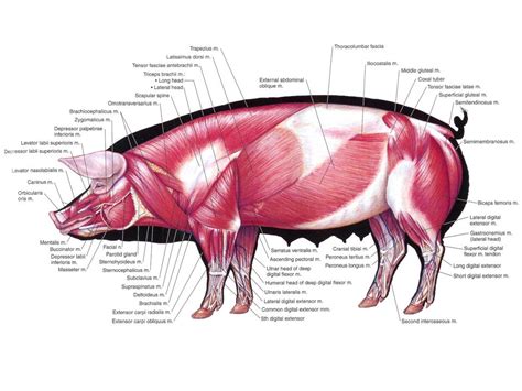 Pig Muscle & Skeletal Anatomy Poster Chart Zazzle