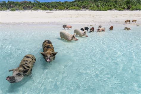 Pig on the beach