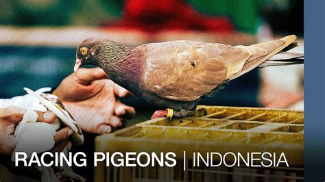 Pigeon Indonesia