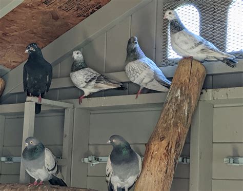 Pigeons