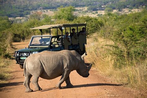 Pilanesberg Safari Tips