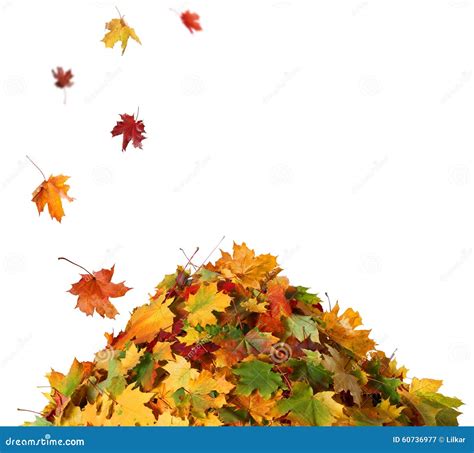 Pile Of Fall Leaves