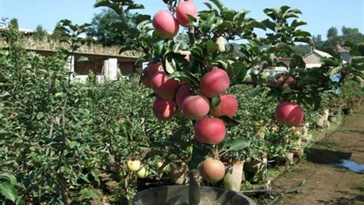 Pilihlah Biji Apel Berkualitas Dengan Ukuran Yang Seragam Dan Tidak., Pohon
