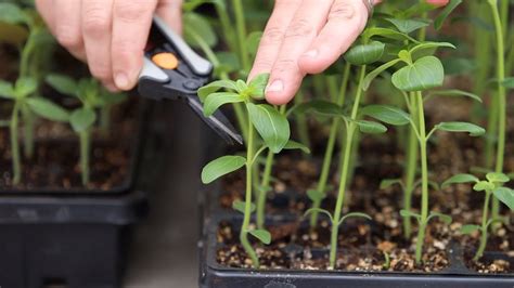 5 Must Know Tips for Planting Tomato Seedlings Simplify, Live, Love