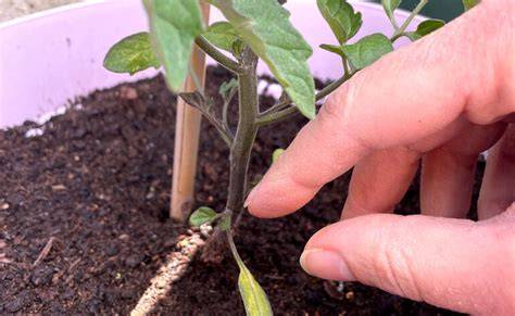 Pinching Tomato Seedlings: A Guide To Stronger Plants