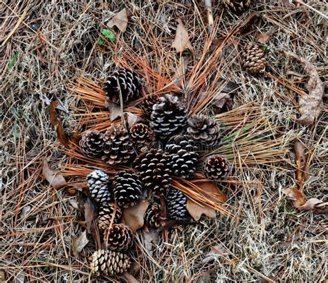 Pine Cones Growing On Branch