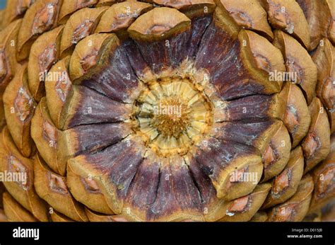 Close-Up Of Pine Cone Scales