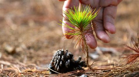 New Pine Cone Sprouting From Branch