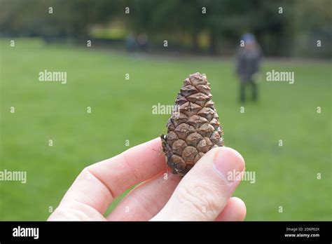 Person Holding Pine Cone