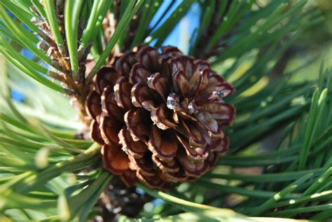 Pine Cone Resting On Forest Floor