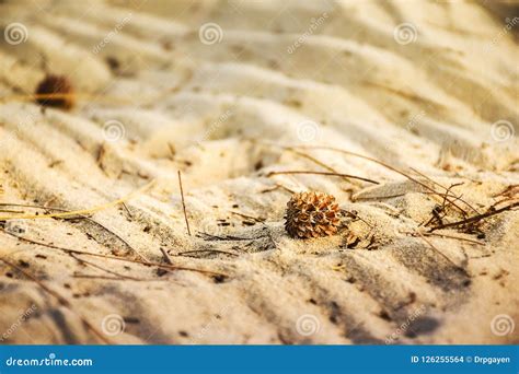 Pine Cone Basking In Sunlight