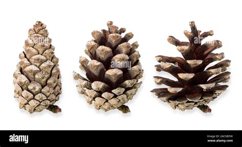Pine Cone Scales Opening Wide