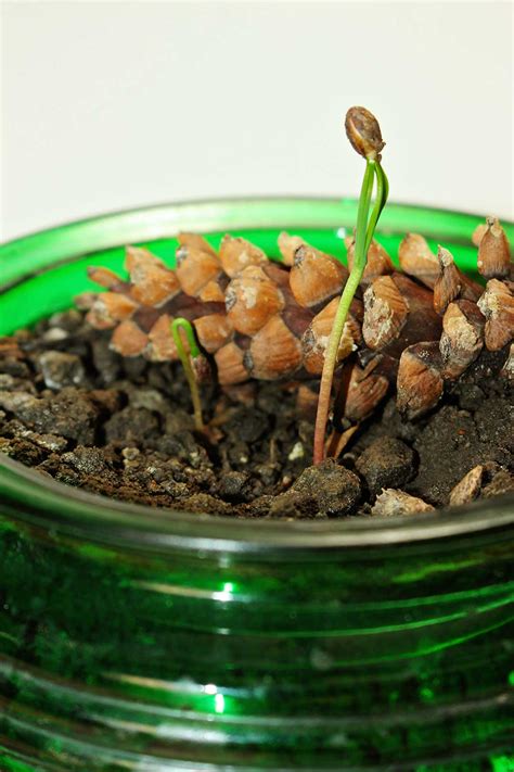 Pine Cone Germinating Into New Life